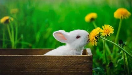 随机英格兰女篮在欧洲青年篮球锦标赛中展现潜力，英格兰参加欧洲杯