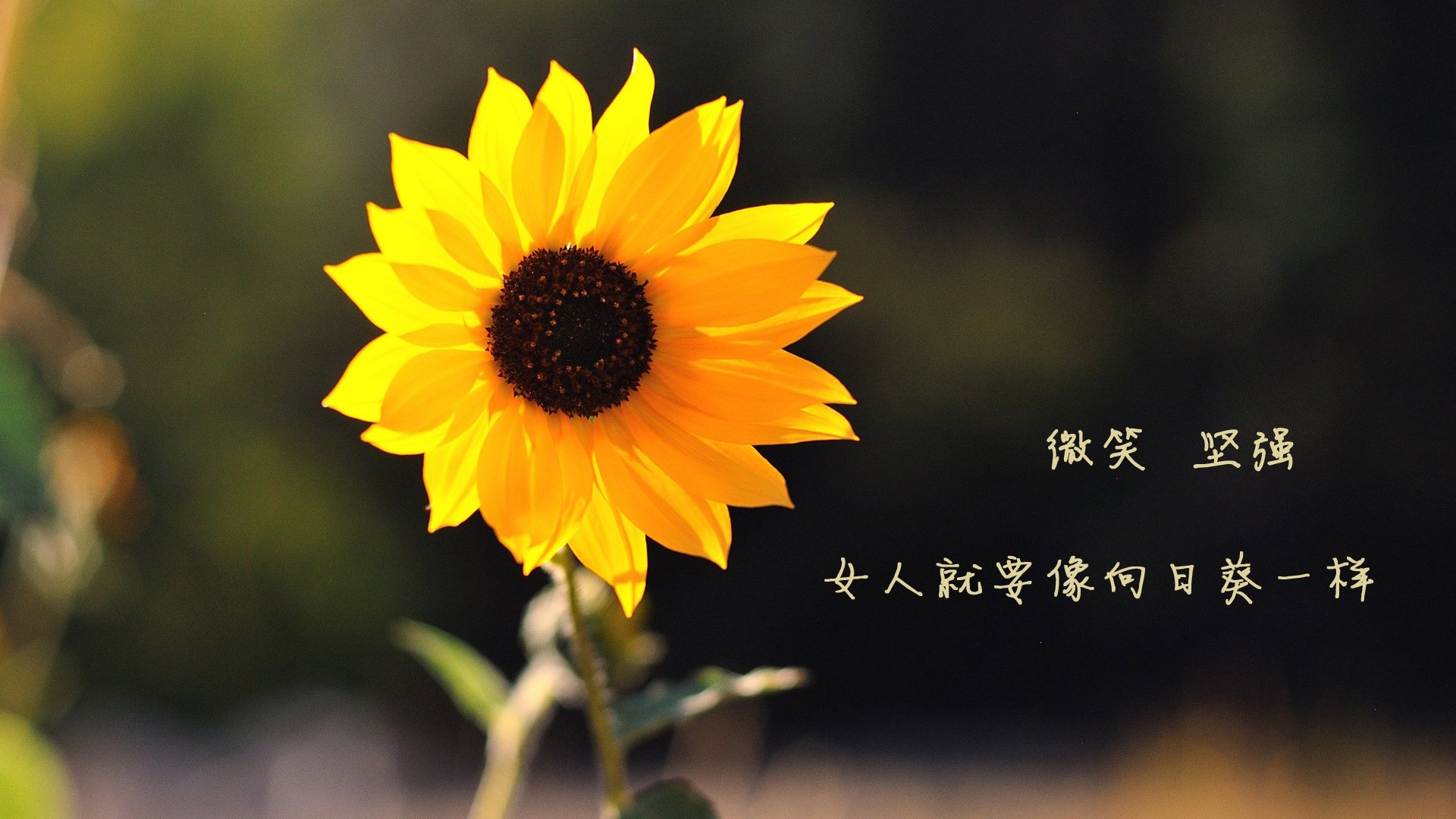切尔西主场小胜伯恩茅斯，继续追赶榜首，切尔西对伯恩利录像