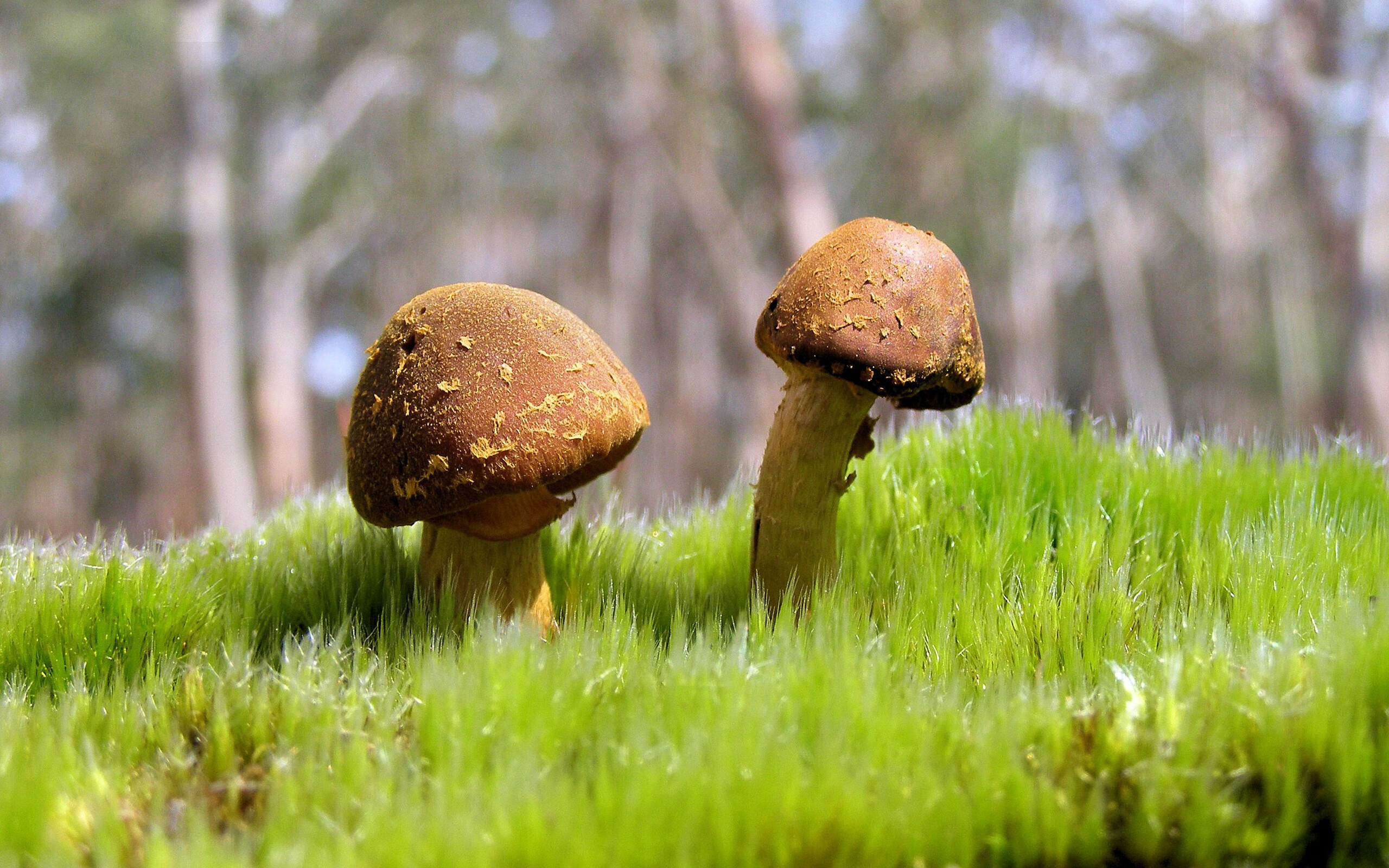 电竞明星访谈：未来展望，电竞访谈节目
