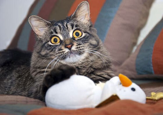 西甲赛季中球员体能衰减及其恢复干预效果研究,西甲球员场均跑动距离