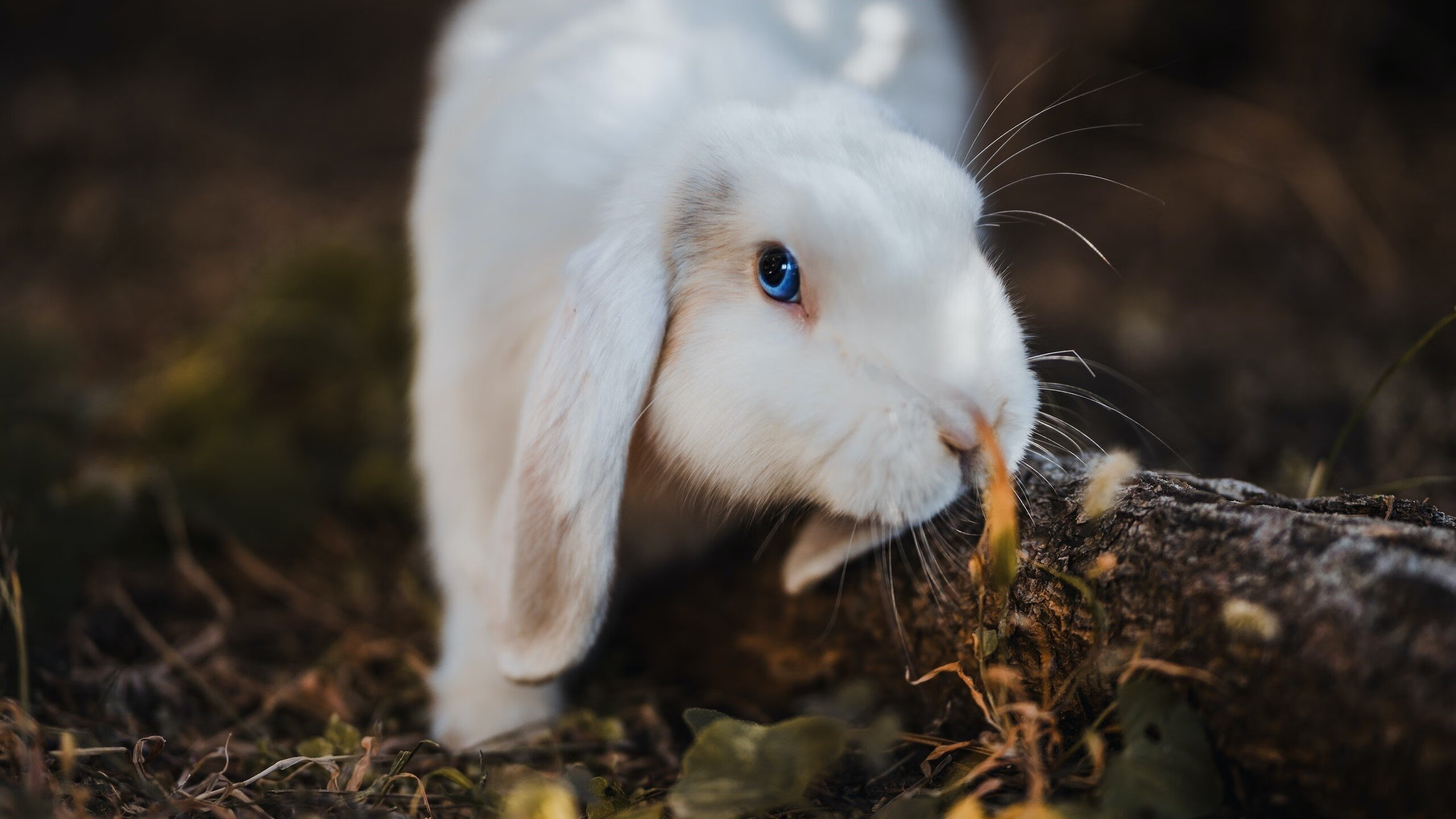 爱游戏app-五大联赛是否更注重通过中路断球发起反击，五大联赛再次停摆