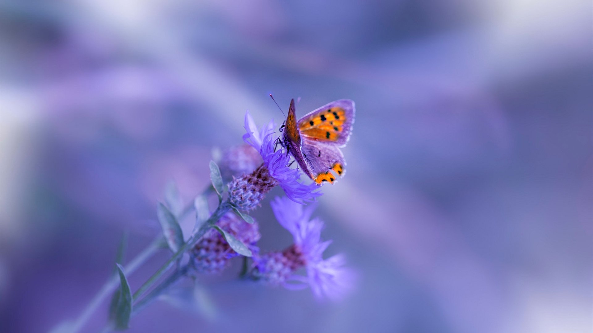 国际球员在联盟的影响力提升,国际球员在联盟的影响力提升有多大