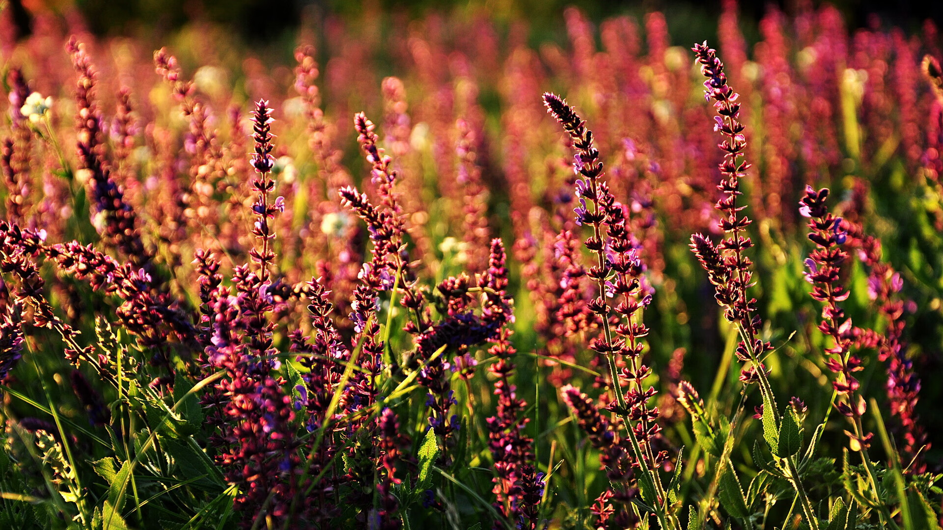 女子接力协作默契较往年更胜一筹，女子接力视频
