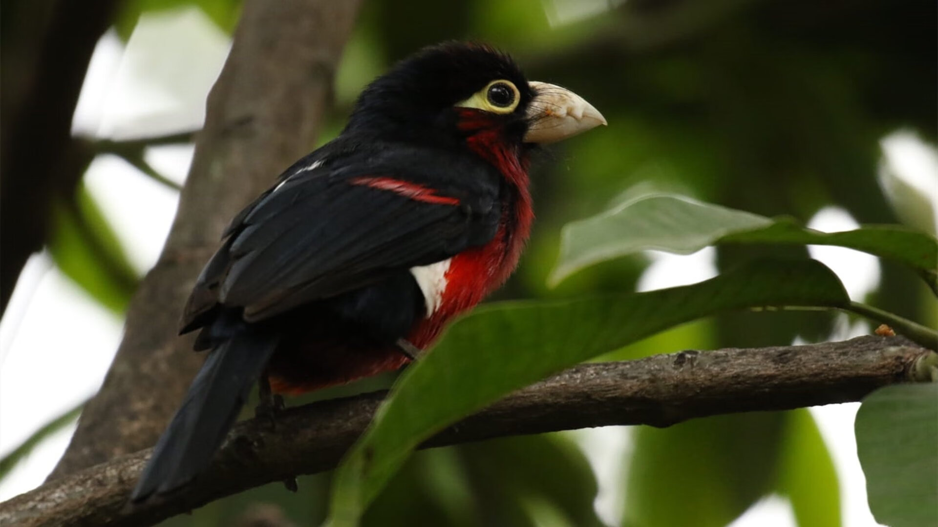 塞尔维亚男篮在欧洲预赛中奋勇追击,争取更高荣誉,塞尔维亚男篮12人大名单