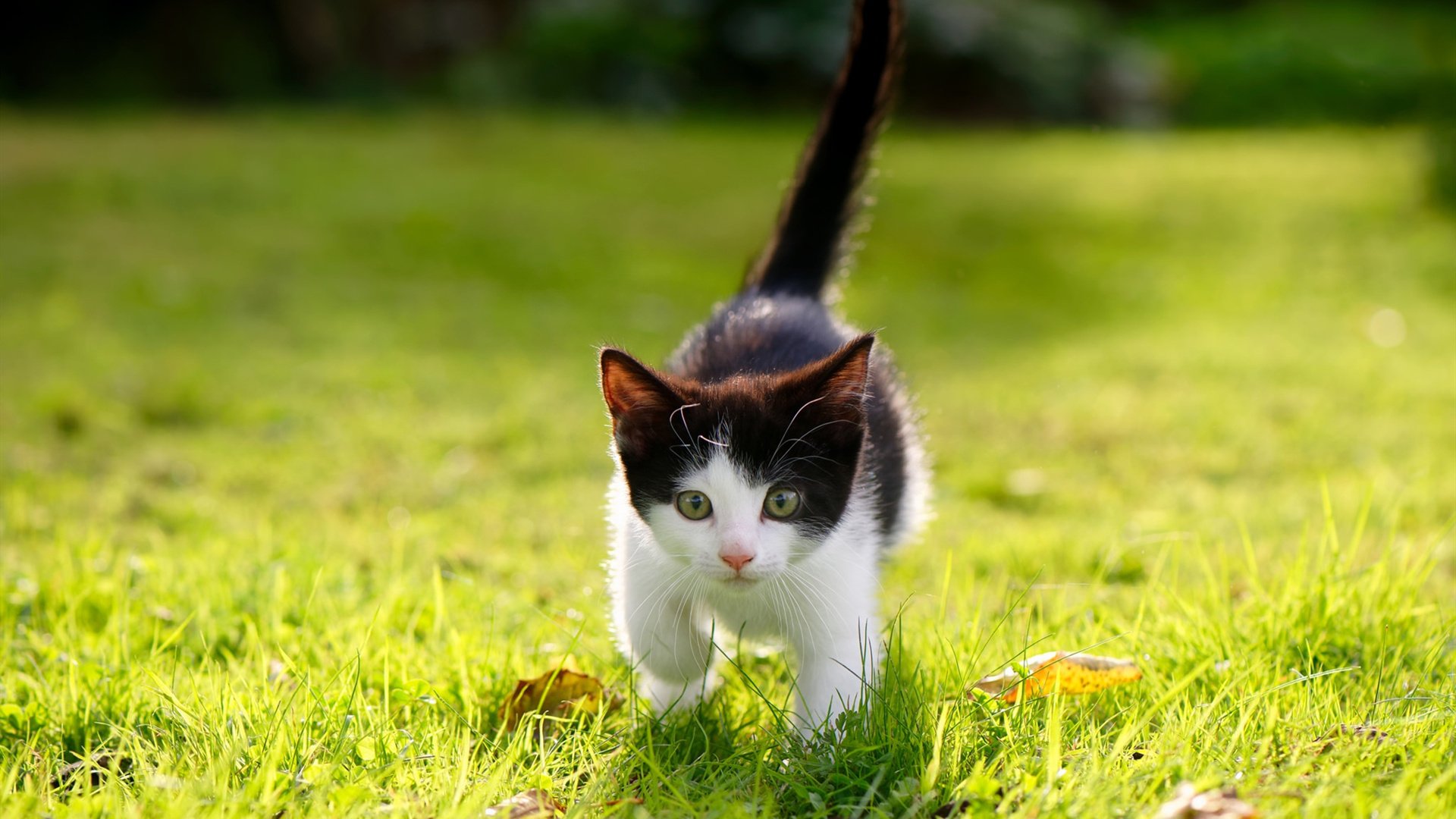 AYX GAMING-格鲁吉亚女篮在欧洲锦标赛中再夺荣誉，展示崭新实力，格鲁吉亚篮球厉害吗