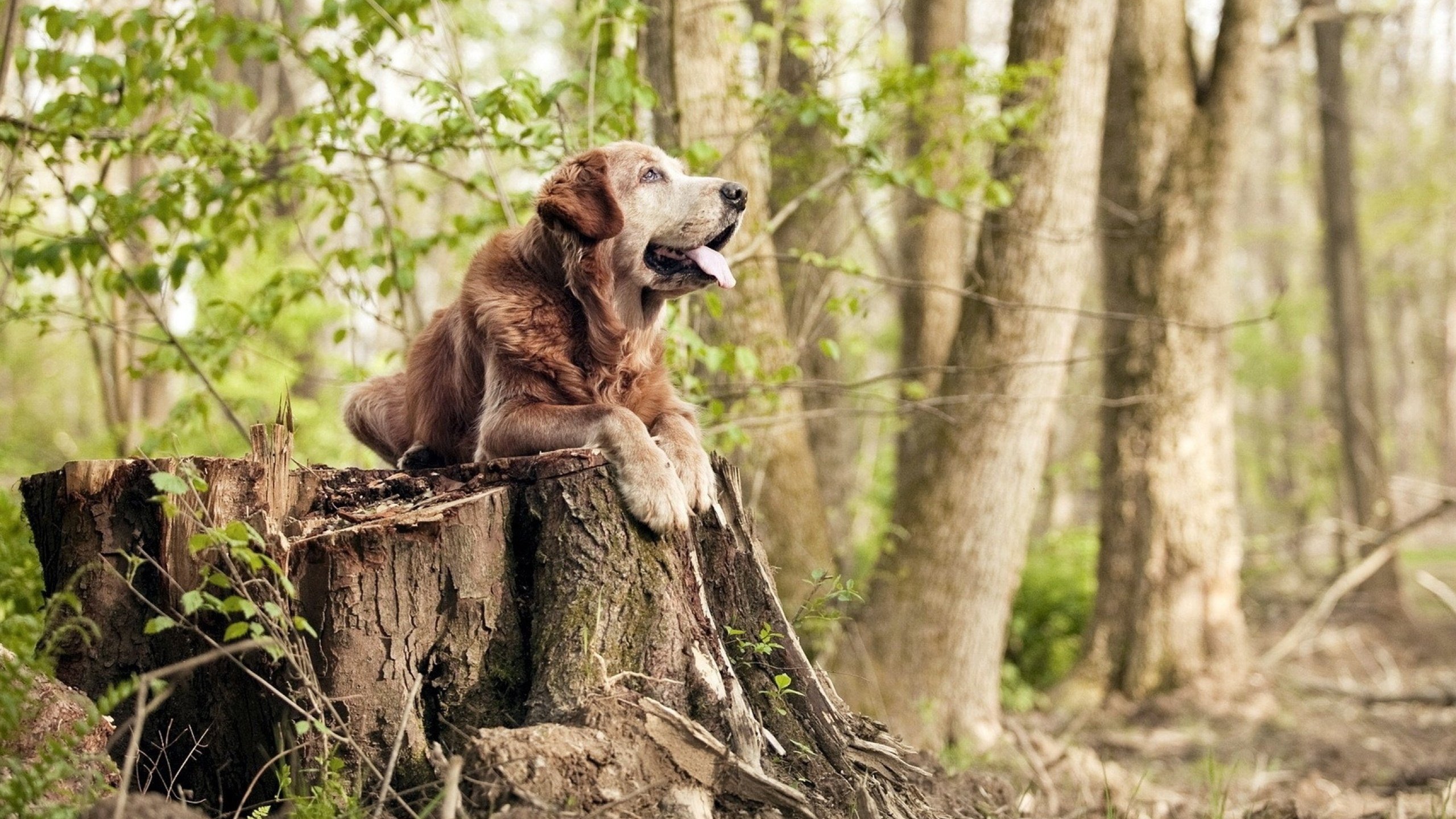 爱沙尼亚男篮在欧洲预赛中持续拼搏,期待突破