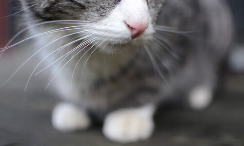 AYX体育-福特：逐渐成为全黑队的中流砥柱，带动球队攻防平衡，福特黑色suv图及报价